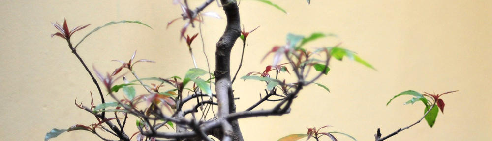 Kwiaty wartościowsze od złota